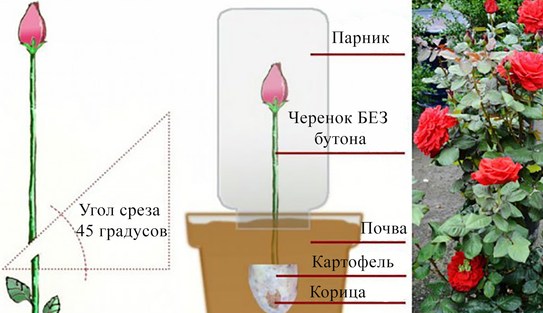 как отрастить роза доме (98) фото